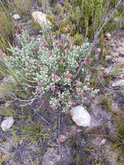 Erica strigilifolia