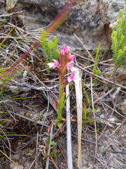 Disa vaginata