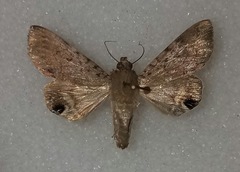 Litoprosopus futilis