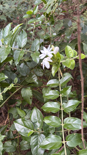 Jasminum multiflorum