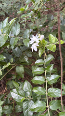Jasminum multiflorum