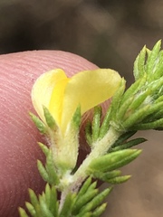 Aspalathus opaca rostriloba