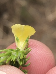 Aspalathus opaca rostriloba