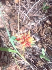 Palicourea officinalis