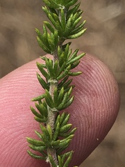 Aspalathus opaca rostriloba