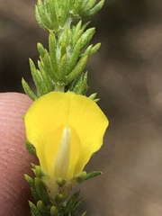 Aspalathus opaca rostriloba