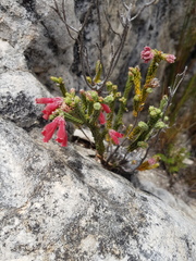 Erica strigilifolia