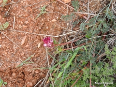 Onobrychis humilis matritensis