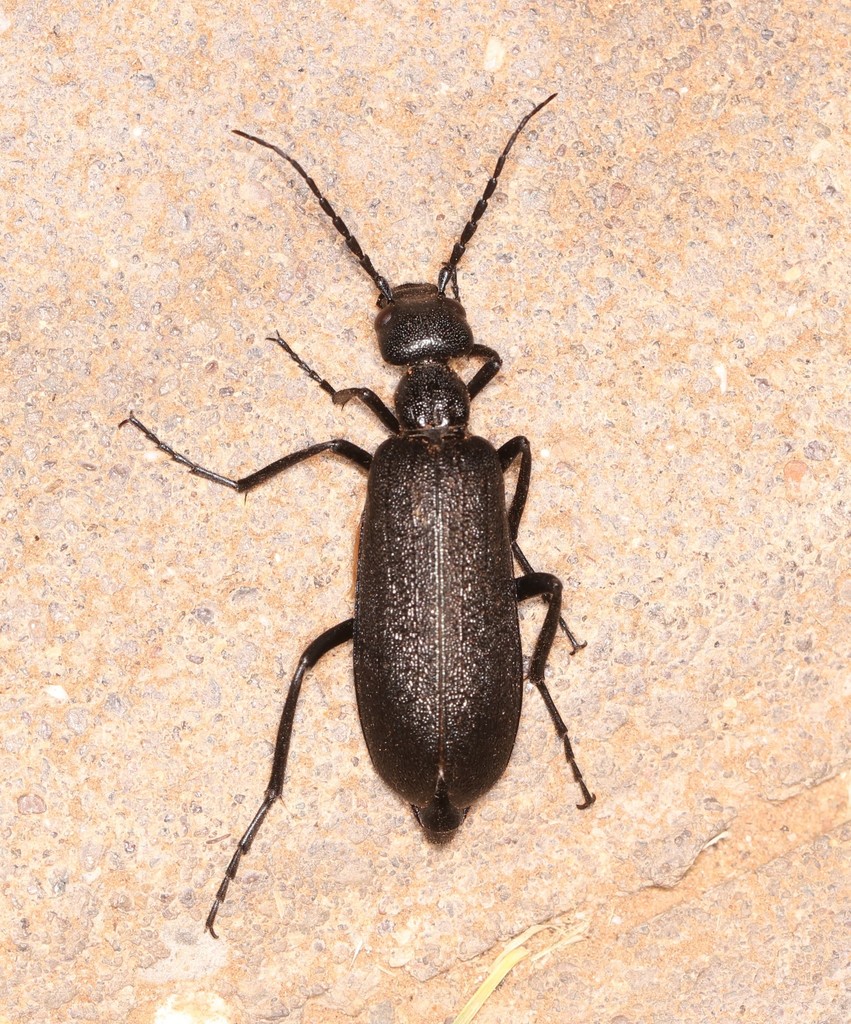 Cyaneolytta depressicornis