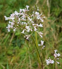 Valeriana officinalis sambucifolia