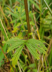Valeriana officinalis sambucifolia