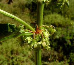 Rumex nepalensis