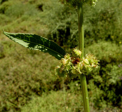 Rumex nepalensis