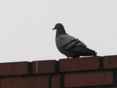 Columba livia domestica