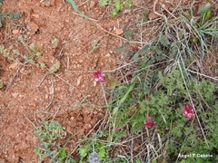 Onobrychis humilis matritensis