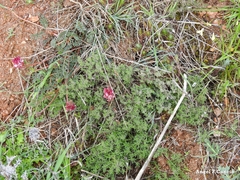 Onobrychis humilis matritensis