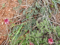 Onobrychis humilis matritensis
