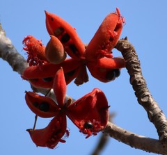 Sterculia villosa