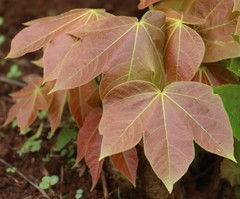 Sterculia villosa