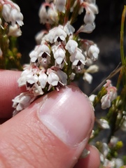 Erica pseudocalycina