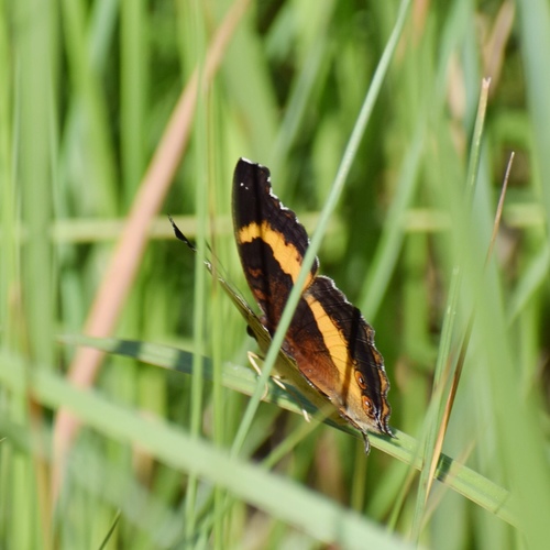 Photo of Yellow-banded Pansy (Junonia elgiva)