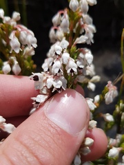 Erica pseudocalycina