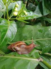 Gastropoda