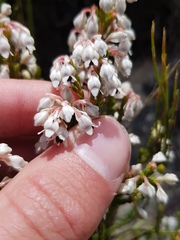 Erica pseudocalycina