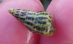 Cerithium litteratum