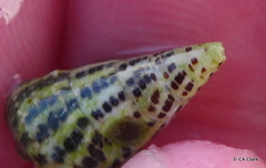 Cerithium litteratum