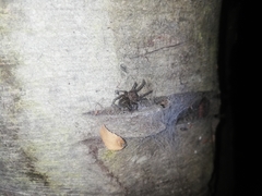 Amaurobioides