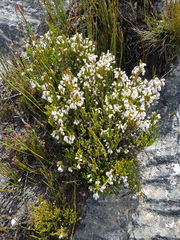 Erica pseudocalycina
