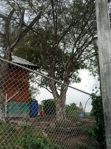 Libidibia glabrata, photograph 4