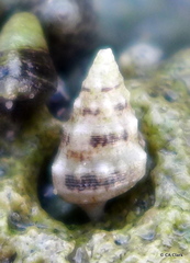 Cerithium eburneum