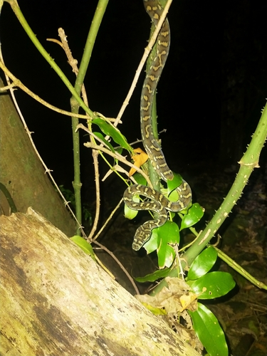Coastal Carpet Python sighting