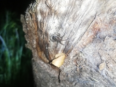 Amaurobioides