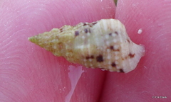 Cerithium eburneum