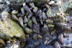 Cerithium litteratum