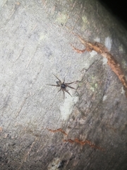 Amaurobioides