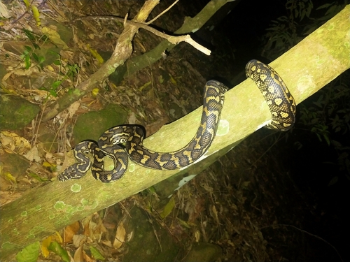 Coastal Carpet Python sighting