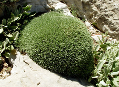 Acantholimon libanoticum