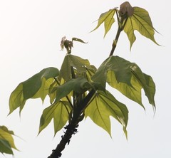 Sterculia villosa