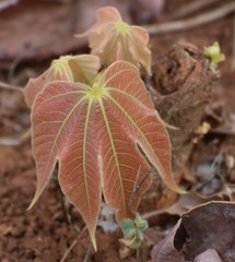 Sterculia villosa