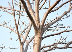 Sterculia villosa