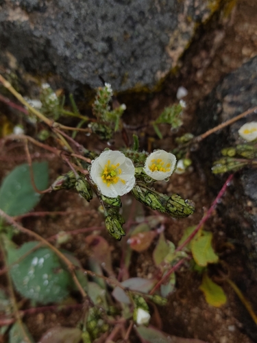 Cistanthe coquimbensis (Cistanthe coquimbensis)