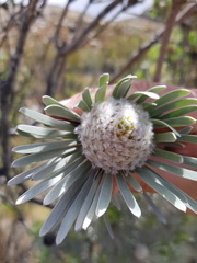 Leucadendron album