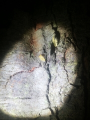 Brontocoris nigrolimbatus