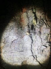 Brontocoris nigrolimbatus