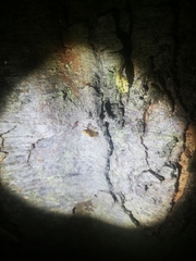 Brontocoris nigrolimbatus