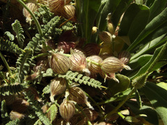 Astragalus coluteoides